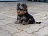 Magic Minidog Daydream Dariella-"Ella" 3 kk
