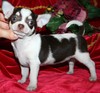 Magic Minidog Chocolate Love - "Lola" 2 kk