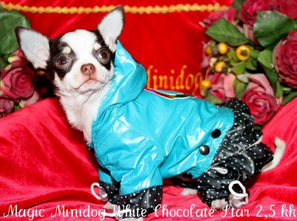 Magic Minidog White Chocolate Star 2,5 kk