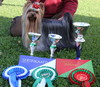 Best In Show 2 place Grazy Angel Of Bregadoon