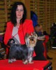 Paide Dogshow 1.12.14 -Ruddy 1 st place Junior Class Males