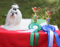 Jazz 1 years old -first dogshow in Finland. Best Male& CAC