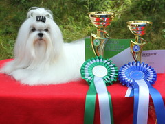 Jazz 1 years old -first dogshow in Finland. Best Male& CAC