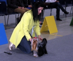 Fury Lahti International Dogshow -first time in intermedia class 1 st place & R.CACIB & R:CAC