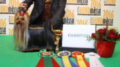 Fury 2 years old -New Sweden & Nordic Champion