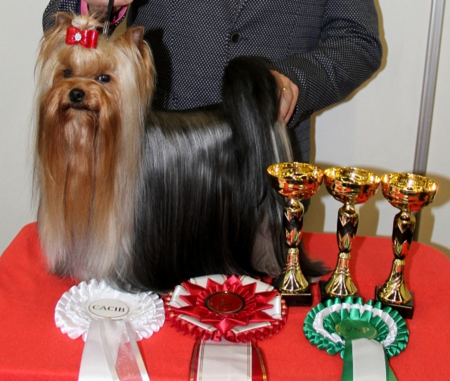 Anni - Magic Minidog American Beauty New International Champion 