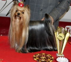 Declan`s Globetrotter Top Foreign Yorkie 2017 & 2018 