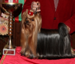 Multi & Inter Ch & Top Yorkie 2015 & 2016 & 2017 Magic Minidog Just For Me 