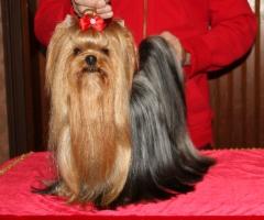 April - Magic Minidog My April Love 