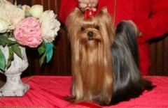 April - Magic Minidog My April Love 3 v. 