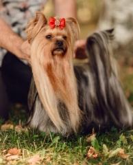 Wanda - Magic Minidog Just Wanna Be Star 