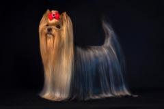 Wanda - Magic Minidog Just Wanna Be Star 
