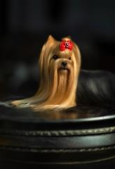 Wanda - Magic Minidog Just Wanna Be Star 