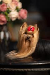 Wanda - Magic Minidog Just Wanna Be Star 