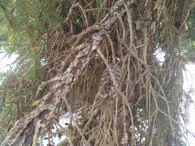 Picea abies 'Ikola's Mystery Pillar', kaarnasurukuusi