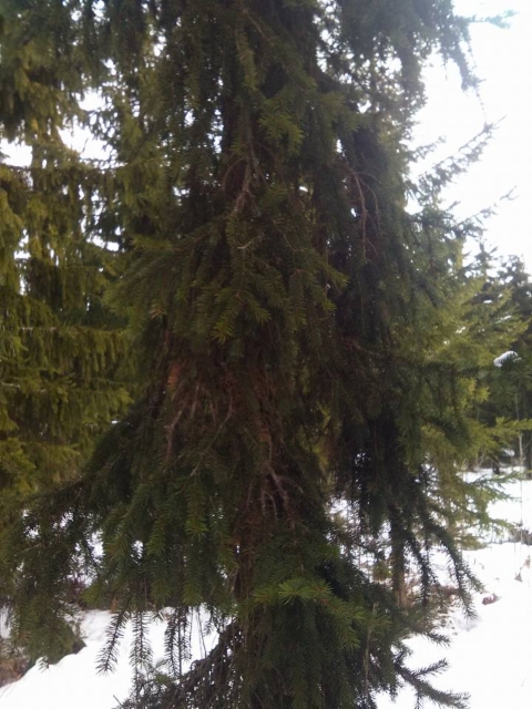 Picea abies 'Ikola's Mystery Pillar', kaarnasurukuusi