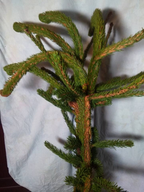 Picea abies 'Ikola's Cristate', metsäkuusen laakauma
