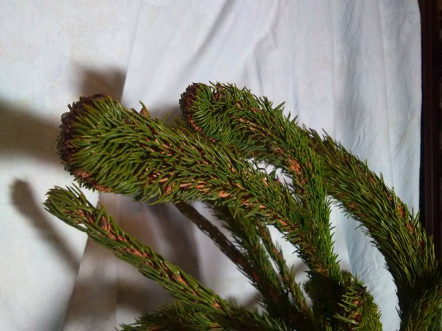 Picea abies 'Ikola's Cristate', metsäkuusen laakauma