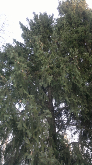 Picea abies 'Ikola's Little Cones 1', pikkukäpykuusi