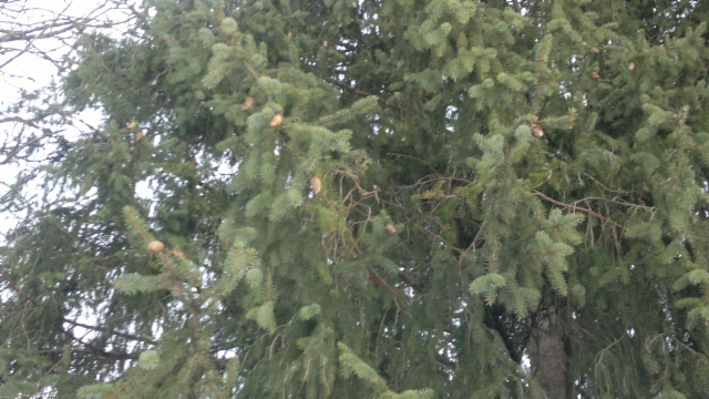 Picea abies 'Ikola's Little Cones 1', pikkukäpykuusi