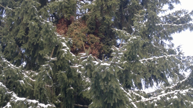 Picea abies 'Ikola's Teddy', tuuhea isohko luutamainen kuusen tuulenpesä