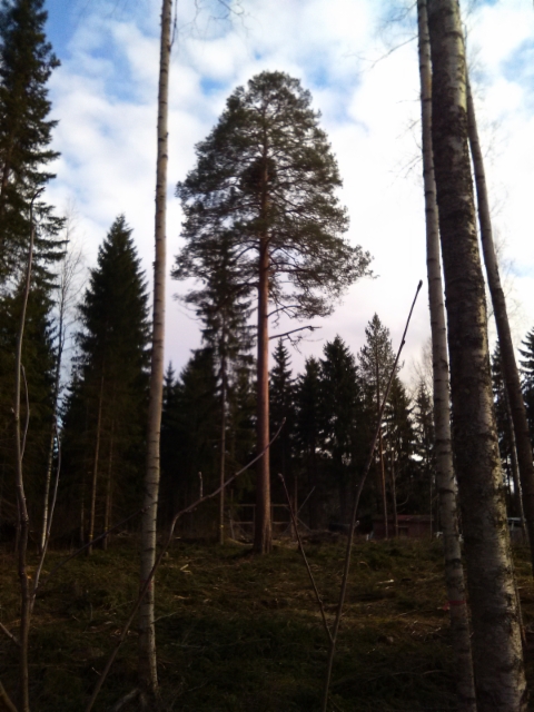 Pallomänty suuren männyn latvustossa. Pinus sylvestris "Salme's Broom"