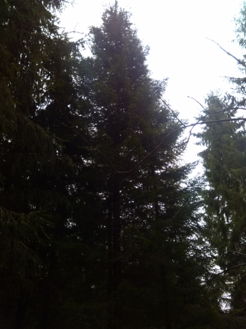 Kääpiökasvuinen kuusi, Picea abies f. nana, Mäkisenmäen Arboretumissa 