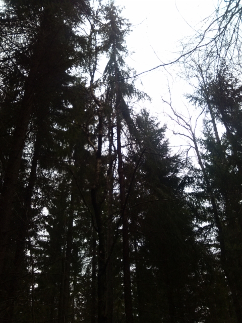 Surukuusi Picea abies f. pendula, Mäkisenmäen Arboretumissa 