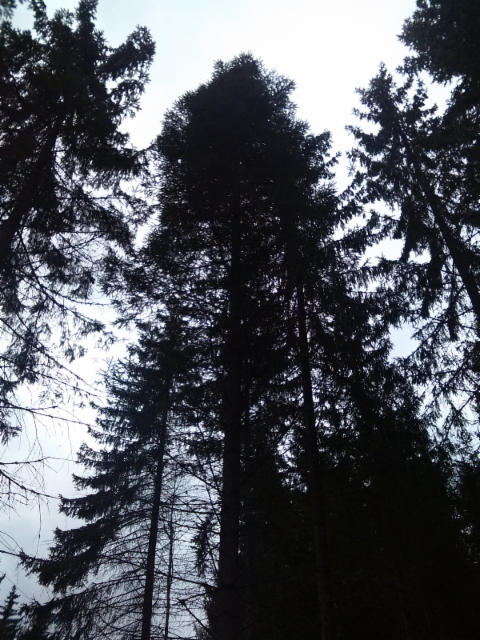 Kääpiökasvuinen kuusi, Picea abies f. nana, Mäkisenmäen Arboretumissa 