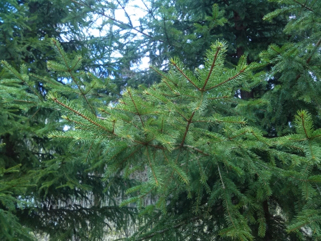 Erehdyttävästi douglaskuusta muistuttava metsäkuusi, Picea abies form, Mäkisenmäen Arboretumissa 