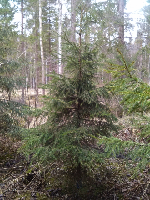 Kääpiökuusi, Picea abies f. nana, Mäkisenmäen Arboretumissa 