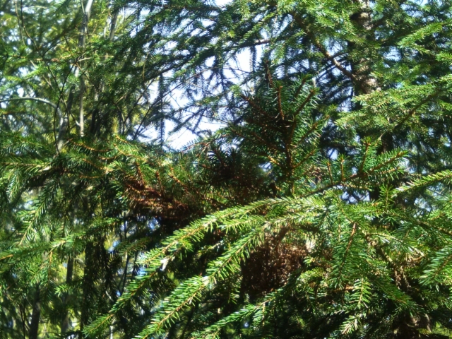Viuhkamainen kuusen tuulenpesä, Picea abies "Ikola's Fan 2", Mäkisenmäen Arboretumissa