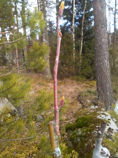Tuurenpihlajan Sorbus 'Dodong' varte 1m korkean kepin kärjessä 
