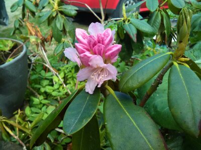 Rhododendron 'Pekka'