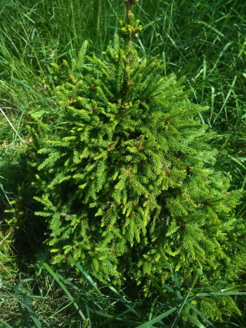 Kääpiökuusi Picea abies 'Mörkö'
