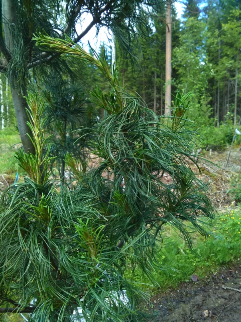 Kierreneulas strobusmänty, Pinus strobus 'Torulosa'