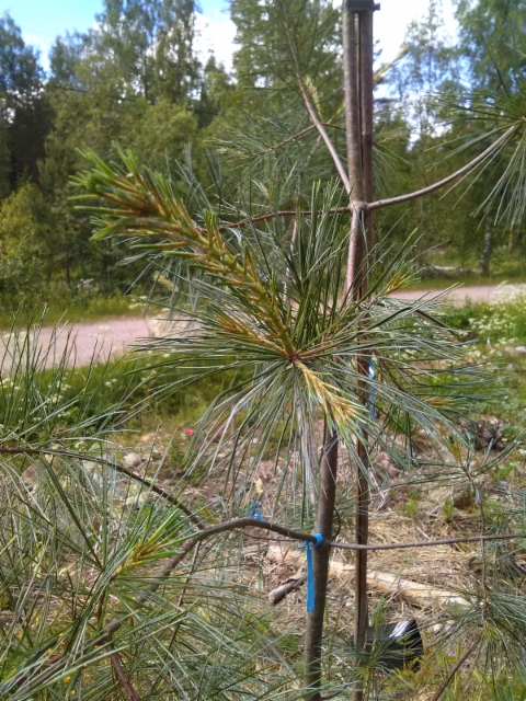 Sinertäväneulas strobusmänty, Pinus strobus 'Himmelblau'
