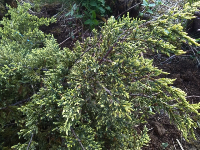 Kirjosinikataja, Juniperus squamata 'Dream Joy'