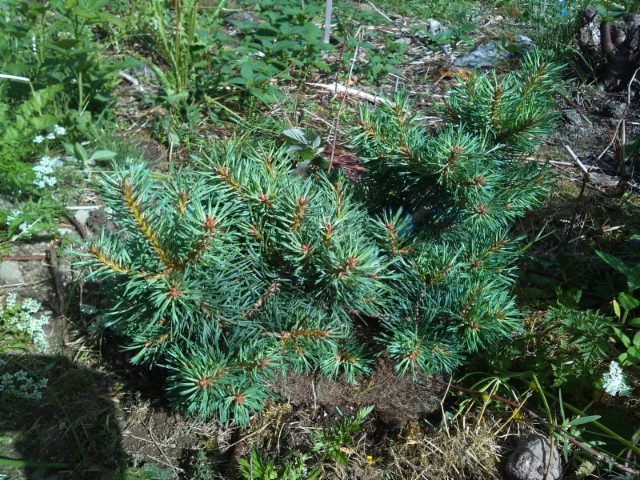 Pallomänty, Pinus sylvestris 'Brobeck's Watermelon'