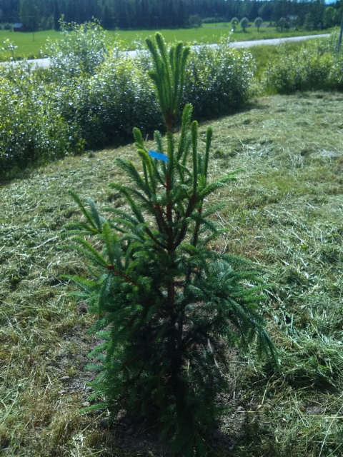 Pilarikuusi, Picea abies 'Pyramidata'