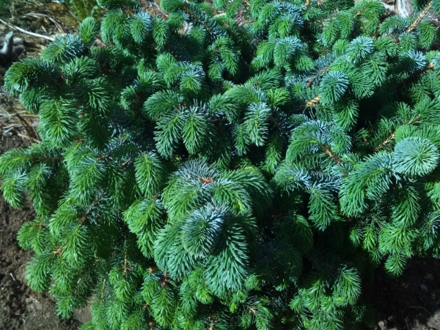 Pallositkankuusi, Picea sitchensis 'Vapenka'