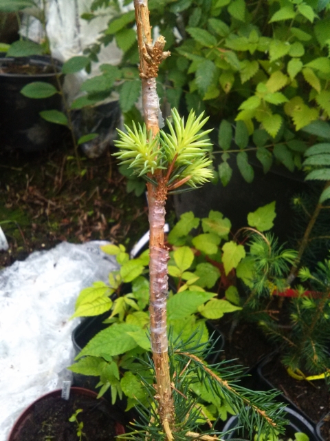 Kääpiöpallohopeakuusen Picea pungens 'Pali' 1-vuotias jalonne