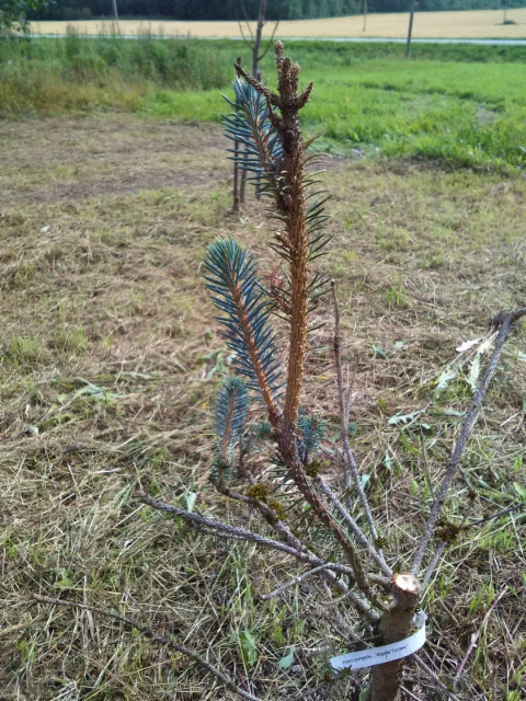 Käärmehopeakuusi Picea pungens' Virgata Turawa'