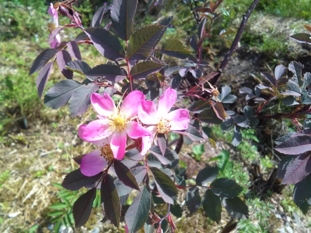 Punalehtiruusu, Rosa glauca