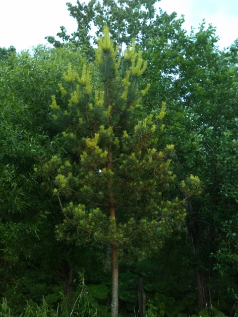 Kultamänty Pinus sylvestris 'Juhani' (f. aurea), Loviisa 