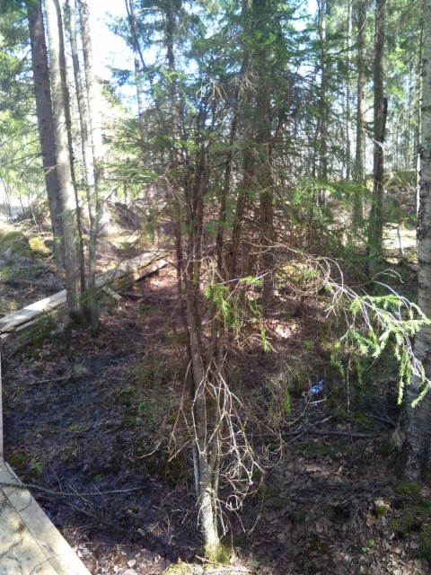 Luutakuusi, Picea abies f. condensata, alkuperäinen puu Mäkisenmäen Arboretumissa pitkospuureitin varrella 