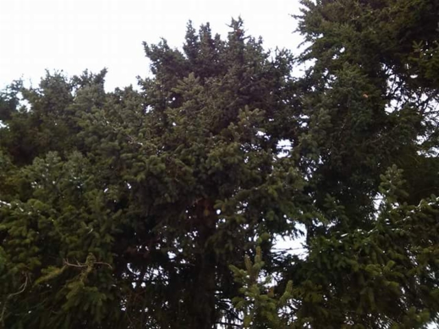 Viherharmaa kuusi, Picea abies "Ikola's Green and Silver"