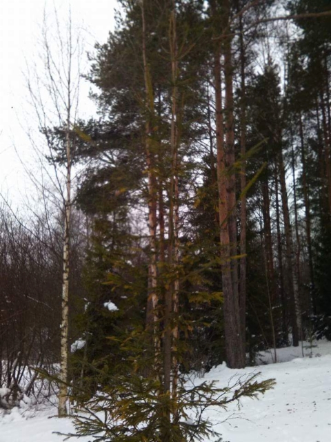 Kultakuusi, Picea abies "Ikola's Golden Raket"