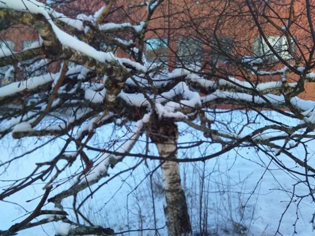 Pöytäkoivu, Betula pendula f. tabulaeformis Pöytäkoivu, Betula pendula f. tabulaeformis