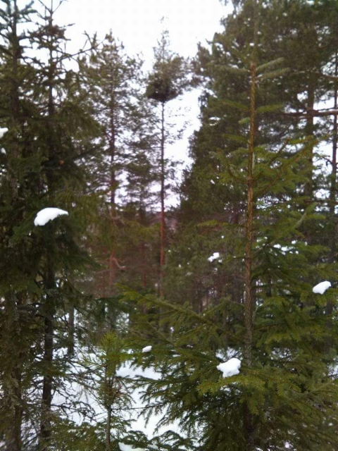 Pallomänty, Pinus sylvestris f. globosa, Lahti Pallomänty, Pinus sylvestris f. globosa, Lahti